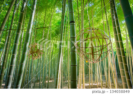 栃木・若竹の杜の美しい竹林 134038849