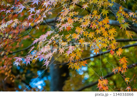 香嵐渓の紅葉したモミジ 香嵐渓の紅葉したモミジ 134038866