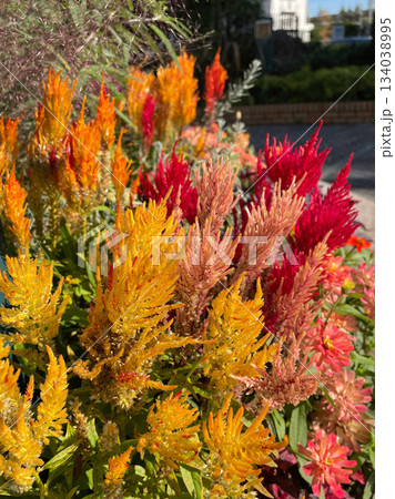グラデーションが綺麗な花壇を彩るセロシア霧島の秋 134038995
