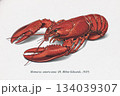 アメリカンオマール　Homarus americanus (H.Milne Edward,1837) 134039307