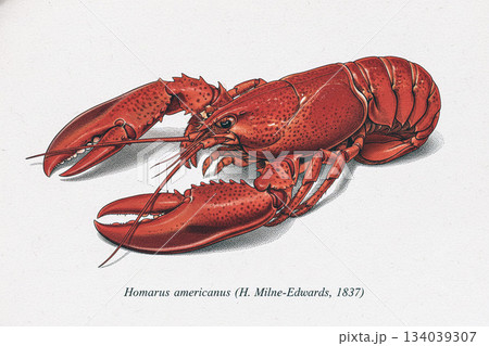 アメリカンオマール　Homarus americanus (H.Milne Edward,1837) 134039307