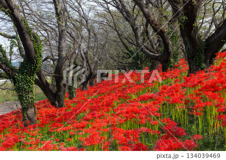 埼玉県比企郡吉見町 さくら堤公園の桜並木の土手一面に咲く真っ赤な曼殊沙華(彼岸花)群生 埼玉県比企郡吉見町 さくら堤公園の桜並木の土手一面に咲く真っ赤な曼殊沙華(彼岸花)群生 134039469