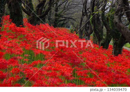 埼玉県比企郡吉見町 さくら堤公園の桜並木の土手一面に咲く真っ赤な曼殊沙華(彼岸花)群生 埼玉県比企郡吉見町 さくら堤公園の桜並木の土手一面に咲く真っ赤な曼殊沙華(彼岸花)群生 134039470