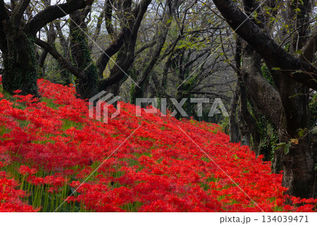 埼玉県比企郡吉見町　さくら堤公園の桜並木の土手一面に咲く真っ赤な曼殊沙華（彼岸花）群生 134039471