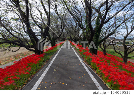 埼玉県比企郡吉見町 さくら堤公園の桜並木のサイクリングロード脇に咲く真っ赤な曼殊沙華(彼岸花)群生 埼玉県比企郡吉見町 さくら堤公園の桜並木のサイクリングロード脇に咲く真っ赤な曼殊沙華(彼岸花)群生 134039535