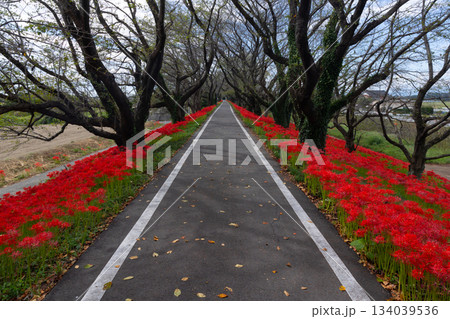 埼玉県比企郡吉見町　さくら堤公園の桜並木のサイクリングロード脇に咲く真っ赤な曼殊沙華（彼岸花）群生 134039536