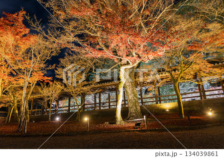 晩秋の東福寺　ライトアップされた通天橋　京都府京都市 134039861