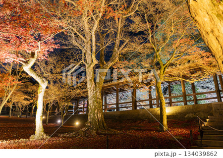 晩秋の東福寺　ライトアップされた通天橋　京都府京都市 134039862