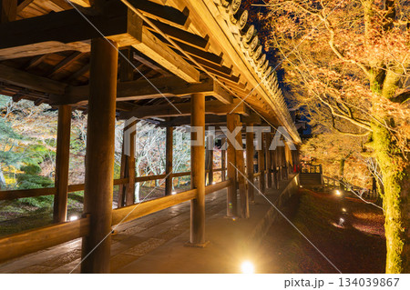 晩秋の東福寺　ライトアップされた通天橋　京都府京都市 134039867