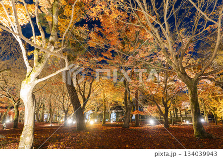 晩秋の東福寺　ライトアップされた庭園　京都府京都市 134039943
