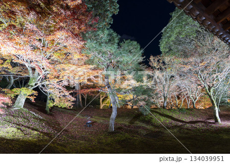 晩秋の東福寺　ライトアップされた庭園　京都府京都市 134039951