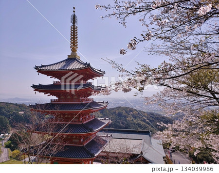 基山町　本福寺　桜満開の五重塔 134039986