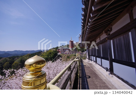 基山町 本福寺 桜満開の観音堂と五重塔 基山町 本福寺 桜満開の観音堂と五重塔 134040042
