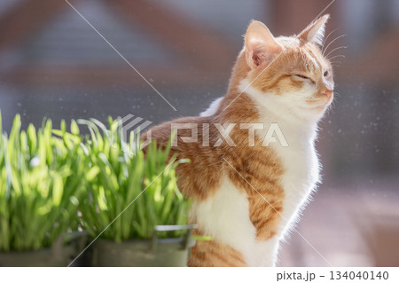 陽だまりでまどろむ猫 陽だまりでまどろむ猫 134040140