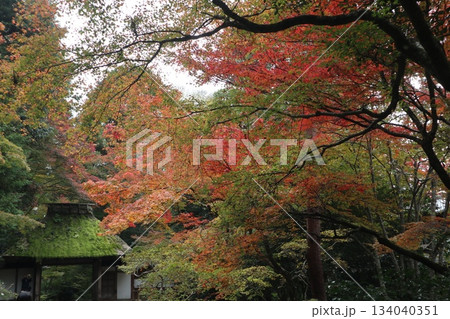 紅葉に包まれた哲学の道の京都法然院を歩く 134040351