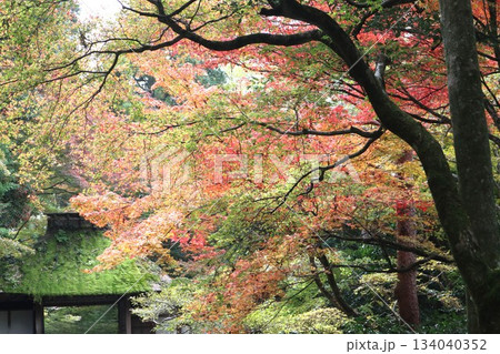 紅葉に包まれた哲学の道の京都法然院を歩く 紅葉に包まれた哲学の道の京都法然院を歩く 134040352