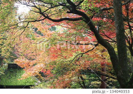 紅葉に包まれた哲学の道の京都法然院を歩く 134040353
