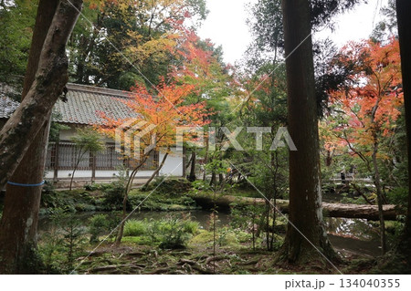 紅葉に包まれた哲学の道の京都法然院を歩く 134040355