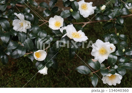 紅葉に包まれた哲学の道の京都法然院を歩く 134040360