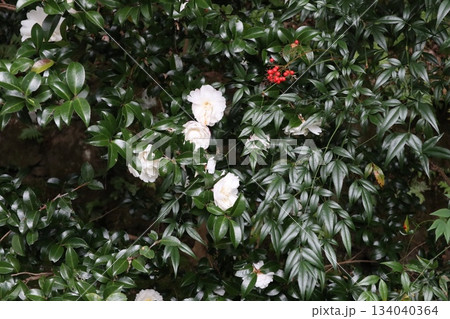 紅葉に包まれた哲学の道の京都法然院を歩く 紅葉に包まれた哲学の道の京都法然院を歩く 134040364