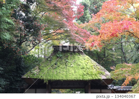 紅葉に包まれた哲学の道の京都法然院を歩く 134040367
