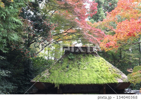 紅葉に包まれた哲学の道の京都法然院を歩く 134040368