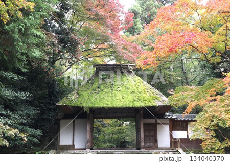 紅葉に包まれた哲学の道の京都法然院を歩く 134040370