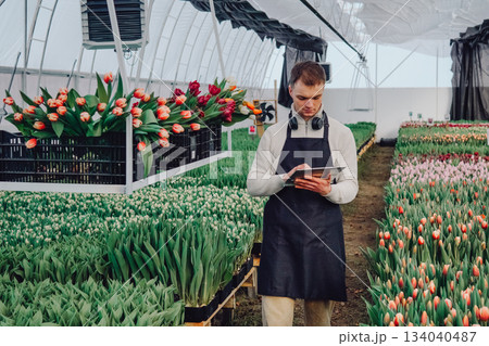 Digital inventory in greenhouses, Morning light highlights organized greenhouse operations today, Skilled worker meticulously plans harvest and inventory in greenhouse environment Digital inventory in greenhouses, Morning light highlights organized greenhouse operations today, Skilled worker meticulously plans harvest and inventory in greenhouse environment 134040487