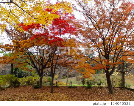 秋の都立大泉中央公園 秋の都立大泉中央公園 134040522