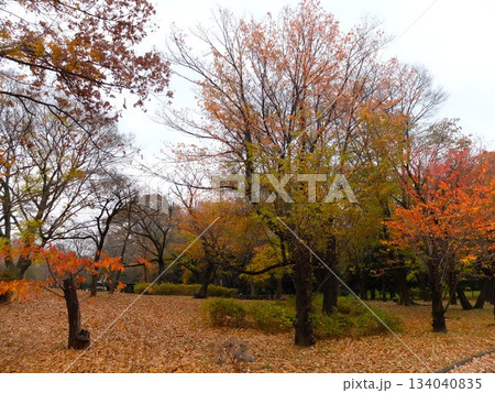 秋の都立大泉中央公園 134040835