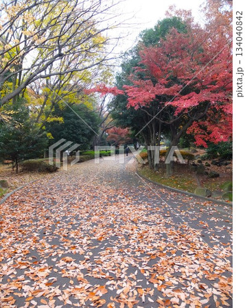 秋の都立大泉中央公園 134040842