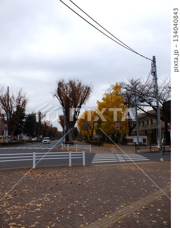 秋の都立大泉中央公園 秋の都立大泉中央公園 134040843