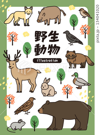 野生動物のカラーイラストセット 野生動物のカラーイラストセット 134041020
