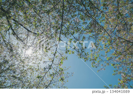 various various 134041089