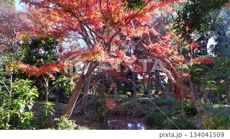 東京都大田区蘇峰公園 水面に映る紅葉 東京都大田区蘇峰公園 水面に映る紅葉 134041509