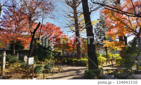 東京都大田区蘇峰公園の紅葉 東京都大田区蘇峰公園の紅葉 134041510