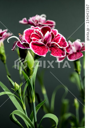Elegant dark crimson and muted pink carnations on a slate-gray background 134041567