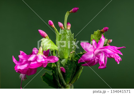 Magenta Christmas Cactus Flower Macro on Dark Green 134041571