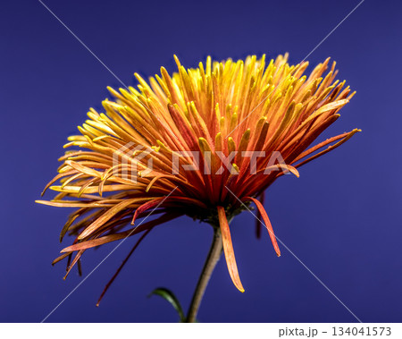 Vibrant Orange Spider Chrysanthemum Flower Against a Deep Blue Backdrop Vibrant Orange Spider Chrysanthemum Flower Against a Deep Blue Backdrop 134041573