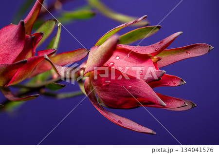 Pink and Green Leucadendron Stems Against a Royal Purple Backdrop 134041576