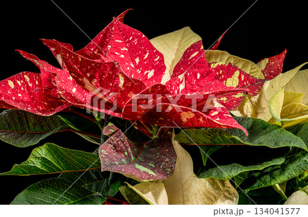 Cream and Red Variegated Poinsettia Holiday Foliage Closeup 134041577