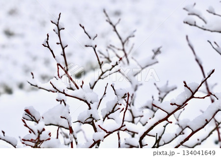 Bare branches covered with fresh white snow creating a beautiful crisp scene in a winter garden Bare branches covered with fresh white snow creating a beautiful crisp scene in a winter garden 134041649