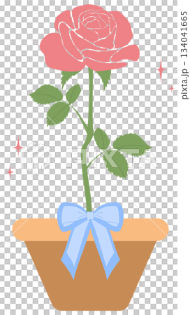 Pink Rose in Clay Pot with Blue Ribbon Bow, Valentine element 134041665