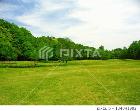 初夏の21世紀の森と広場の草原と新緑の林風景 134041902