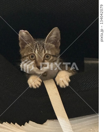 猫 ねこ ネコ 134042079