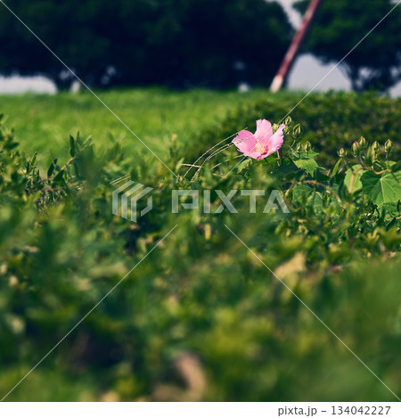 生垣とピンクの花 生垣とピンクの花 134042227