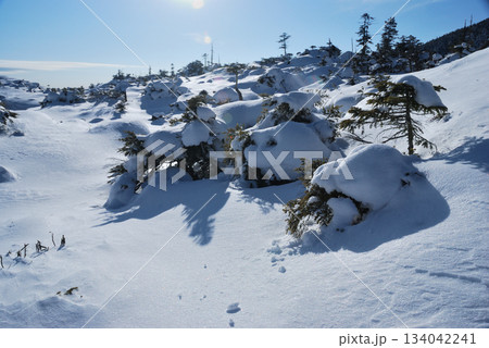 【山の風景】長野県・北八ヶ岳・冬の坪庭自然園 134042241