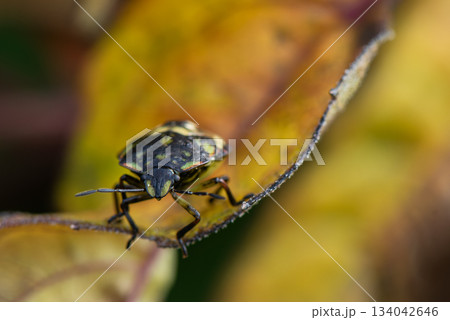黄色く色づいた葉にとまるカメムシの幼虫 黄色く色づいた葉にとまるカメムシの幼虫 134042646
