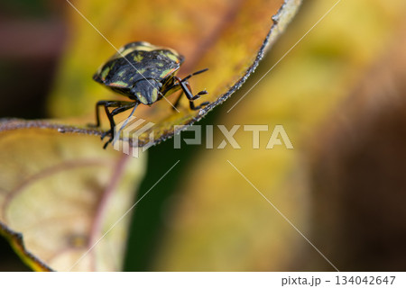 黄色く色づいた葉にとまりこちらを見ているカメムシの幼虫を正面からとらえた 134042647