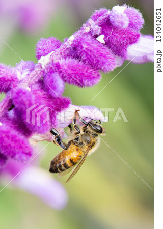 ピンク色の花の蜜を吸う蜂 134042651